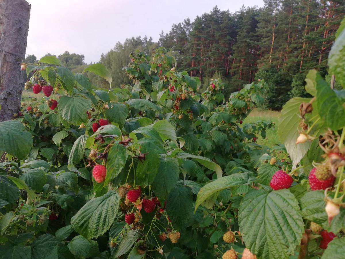 Agrojelonki Agroturystyka Gietrzwałd Exterior foto